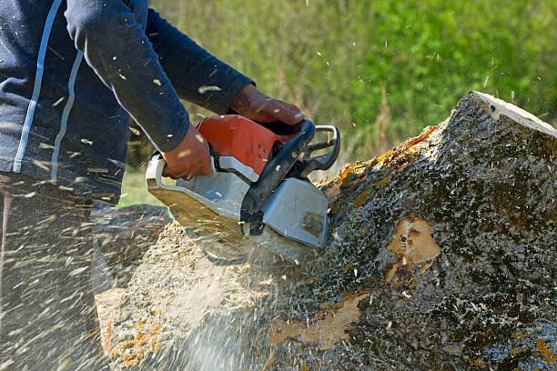 Blackfoot, ID Tree Removal Company